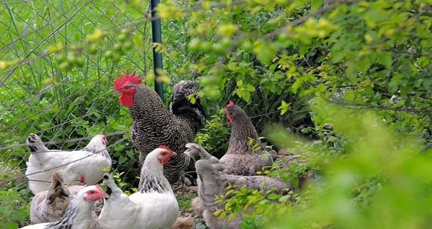 Associer poules et potager