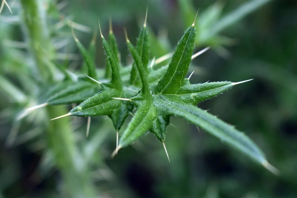 éliminer mauvaises herbes 