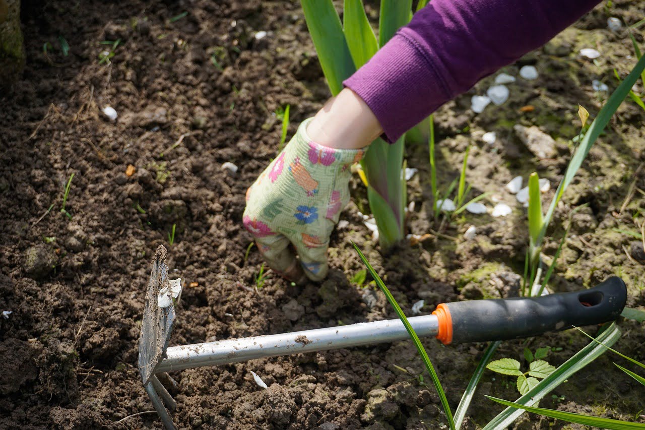 Comment Refaire Une Pelouse Envahie De Mauvaises Herbes Amperel